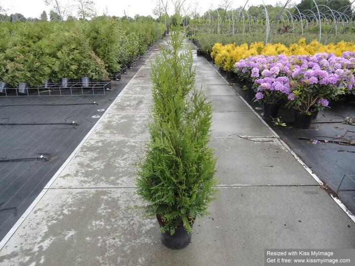 Túje obrovská, zerav řasnatý 'Atrovirens' - Thuja plicata 'Atrovirens'