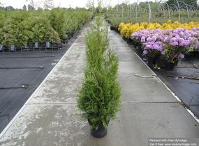 Túje obrovská, zerav řasnatý 'Atrovirens' - Thuja plicata 'Atrovirens'