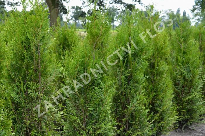 Zerav, túje řasnatá 'Atrovirens' - Thuja plicata 'Atrovirens'