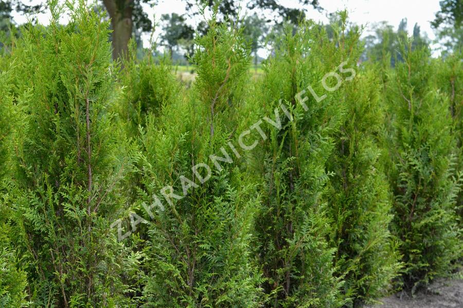 Zerav, túje řasnatá 'Atrovirens' - Thuja plicata 'Atrovirens'