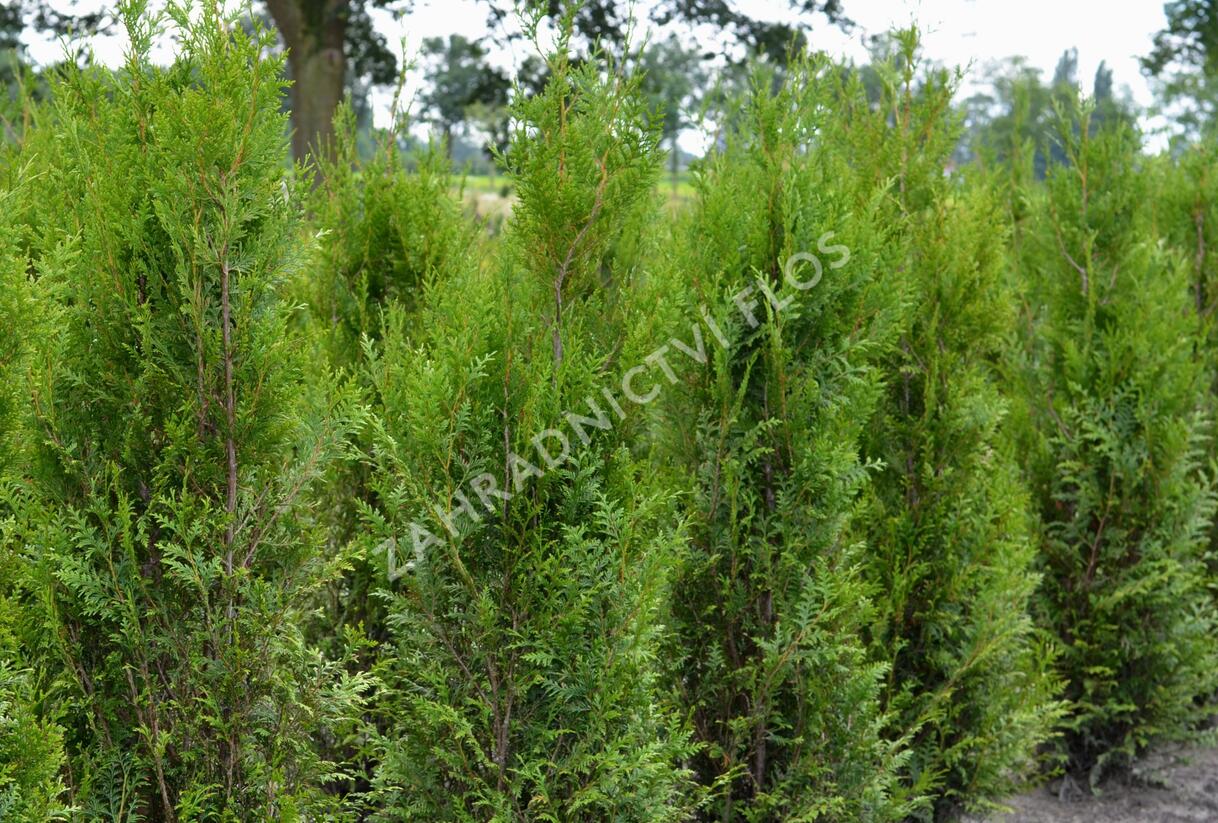 Túje obrovská, zerav řasnatý 'Atrovirens' - Thuja plicata 'Atrovirens'