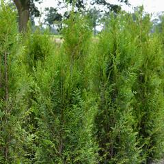 Zerav, túje řasnatá 'Atrovirens' - Thuja plicata 'Atrovirens'