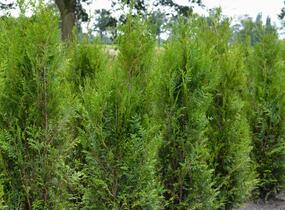 Túje obrovská, zerav řasnatý 'Atrovirens' - Thuja plicata 'Atrovirens'