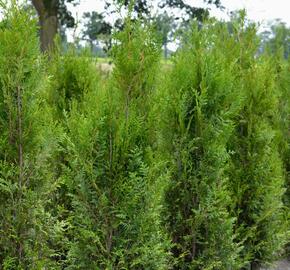 Zerav, túje řasnatá 'Atrovirens' - Thuja plicata 'Atrovirens'