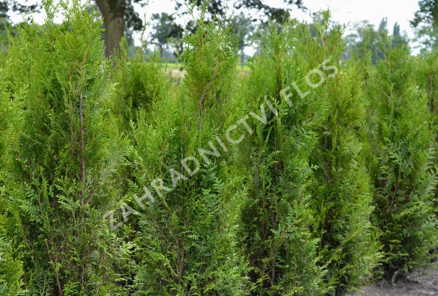 Túje obrovská, zerav řasnatý 'Atrovirens' - Thuja plicata 'Atrovirens'