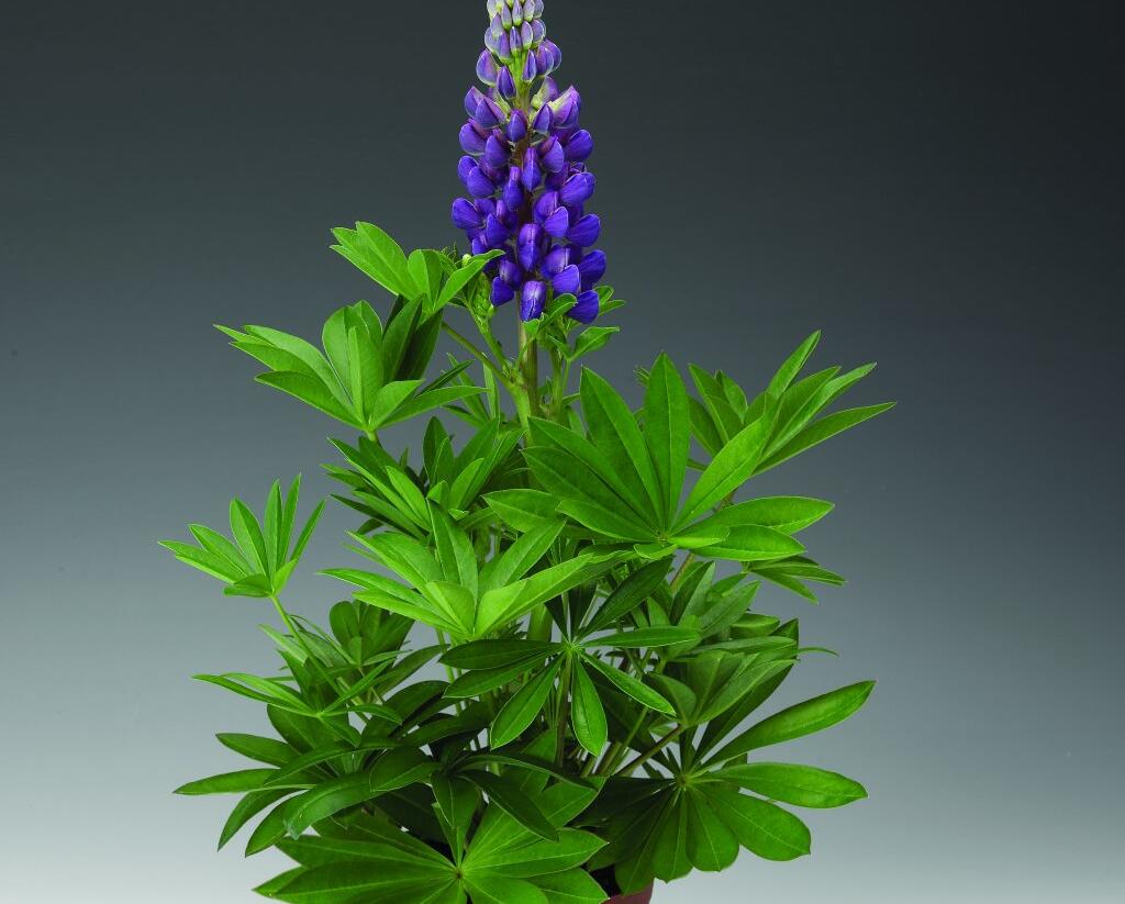 Lupina mnoholistá 'Camelot Blue' - Lupinus polyphyllus 'Camelot Blue'