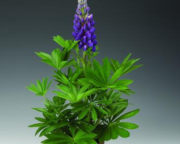 Lupina mnoholistá 'Camelot Blue'