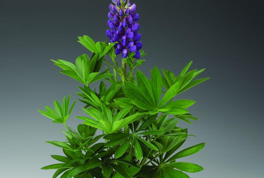 Lupina mnoholistá 'Camelot Blue' - Lupinus polyphyllus 'Camelot Blue'