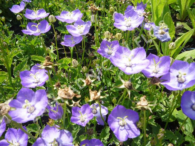 Zvonek 'Samantha' - Campanula x hybrida 'Samantha'