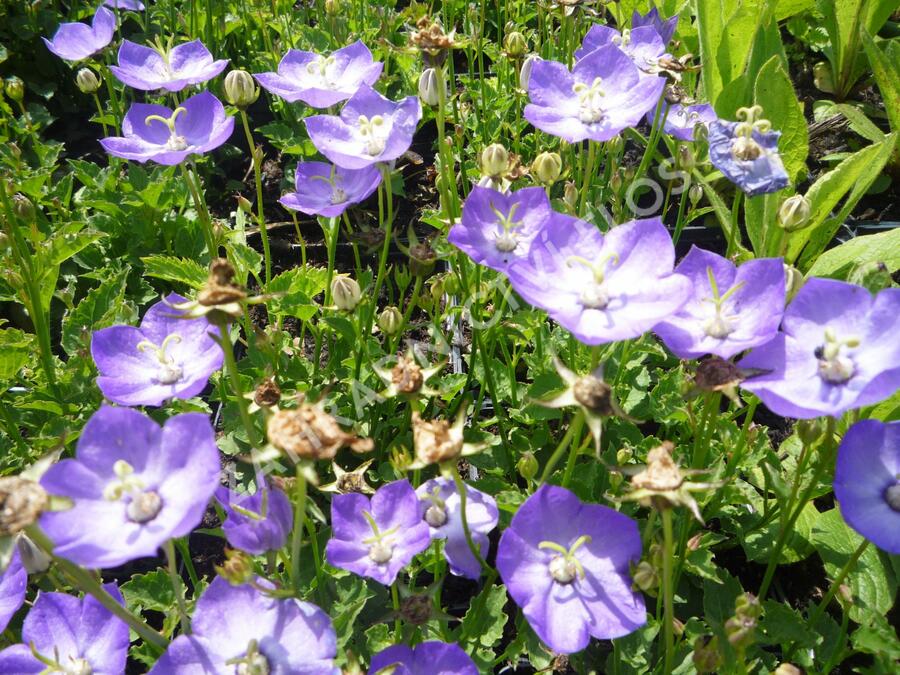 Zvonek 'Samantha' - Campanula x hybrida 'Samantha'