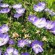 Zvonek 'Samantha' - Campanula x hybrida 'Samantha'