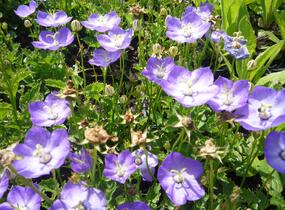 Zvonek 'Samantha' - Campanula x hybrida 'Samantha'