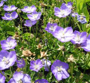 Zvonek 'Samantha' - Campanula x hybrida 'Samantha'