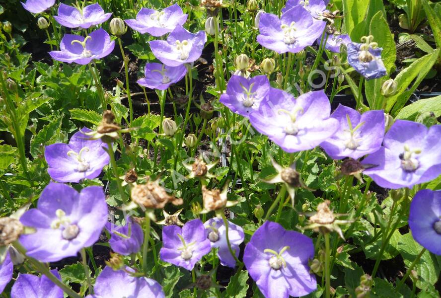 Zvonek 'Samantha' - Campanula x hybrida 'Samantha'