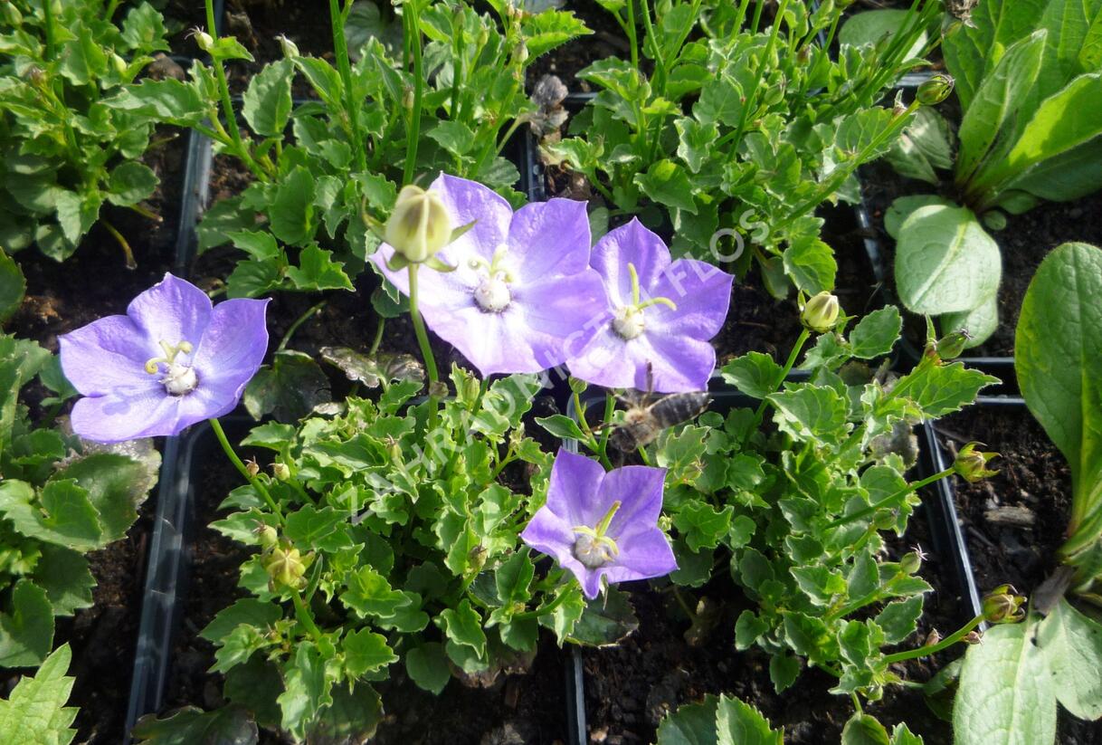 Zvonek 'Samantha' - Campanula x hybrida 'Samantha'