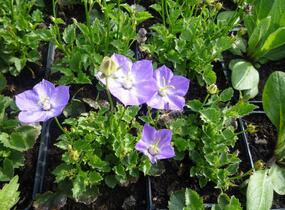 Zvonek 'Samantha' - Campanula x hybrida 'Samantha'