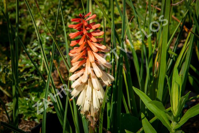 Kleopatřina jehla 'Popsicle Orange Vanilla' - Kniphofia uvaria 'Popsicle Orange Vanilla'