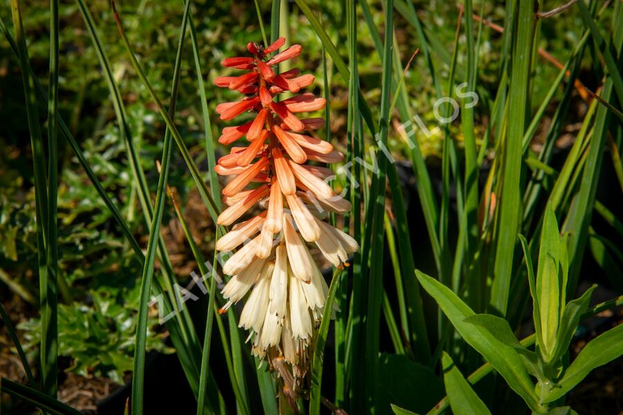 Kleopatřina jehla 'Popsicle Orange Vanilla' - Kniphofia uvaria 'Popsicle Orange Vanilla'