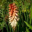 Kleopatřina jehla 'Popsicle Orange Vanilla' - Kniphofia uvaria 'Popsicle Orange Vanilla'