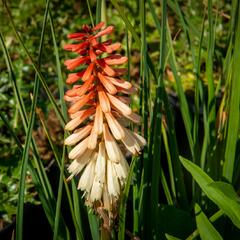 Kleopatřina jehla 'Popsicle Orange Vanilla' - Kniphofia uvaria 'Popsicle Orange Vanilla'