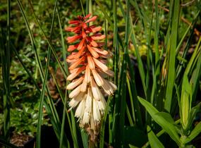 Kleopatřina jehla 'Popsicle Orange Vanilla' - Kniphofia uvaria 'Popsicle Orange Vanilla'