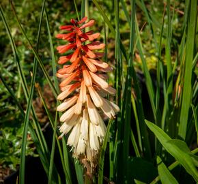 Kleopatřina jehla 'Popsicle Orange Vanilla' - Kniphofia uvaria 'Popsicle Orange Vanilla'