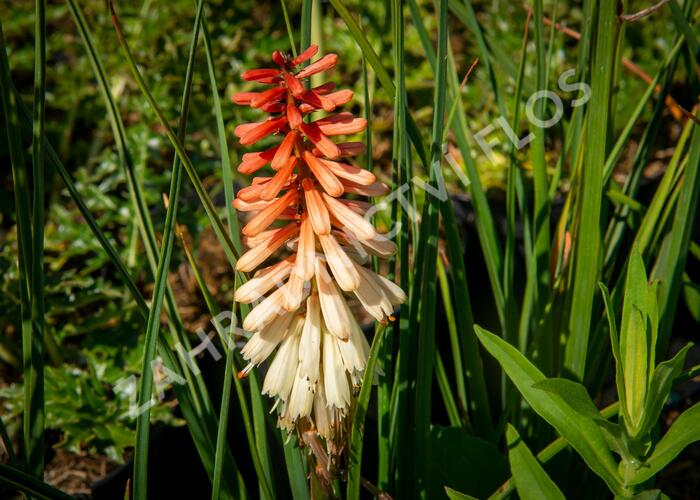Kleopatřina jehla 'Popsicle Orange Vanilla' - Kniphofia uvaria 'Popsicle Orange Vanilla'