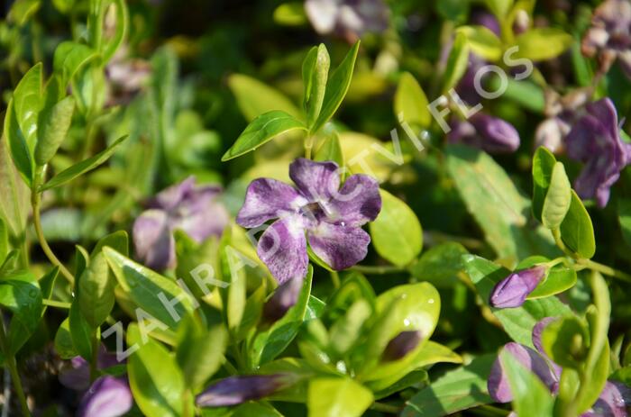 Barvínek menší 'Verino' - Vinca minor 'Verino'