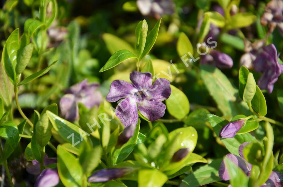 Barvínek menší 'Verino' - Vinca minor 'Verino'