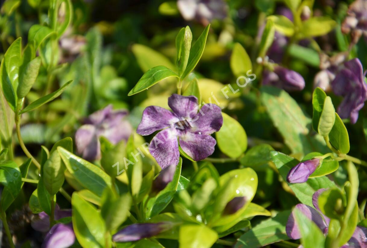 Barvínek menší 'Verino' - Vinca minor 'Verino'