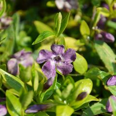 Barvínek menší 'Verino' - Vinca minor 'Verino'