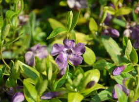 Barvínek menší 'Verino' - Vinca minor 'Verino'