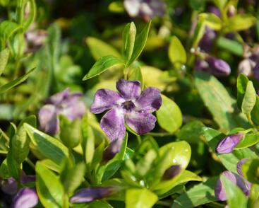 Barvínek menší 'Verino'