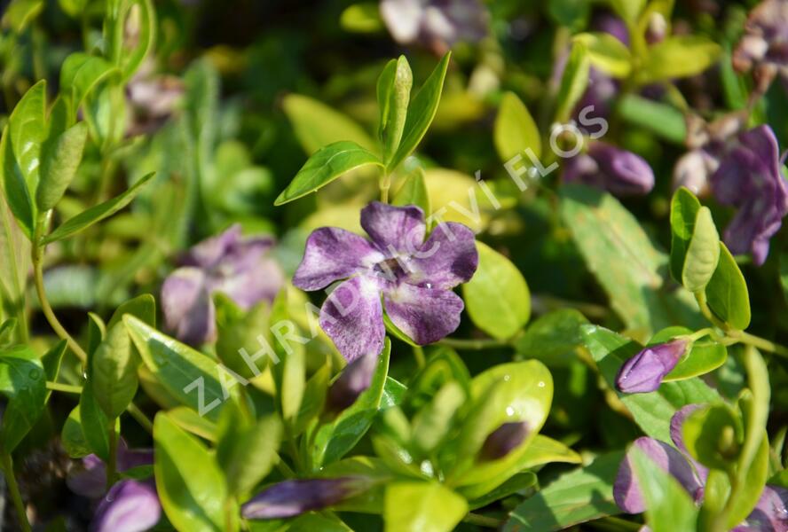 Barvínek menší 'Verino' - Vinca minor 'Verino'