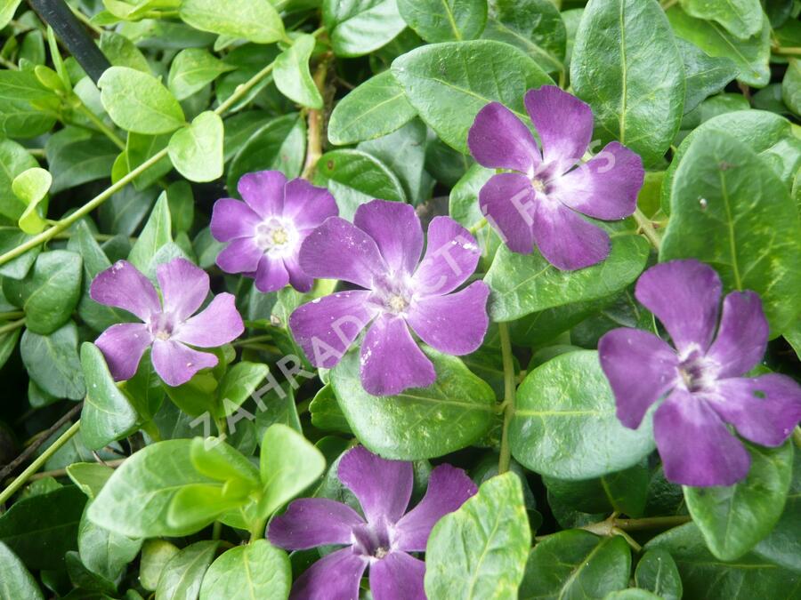 Barvínek menší 'Verino' - Vinca minor 'Verino'