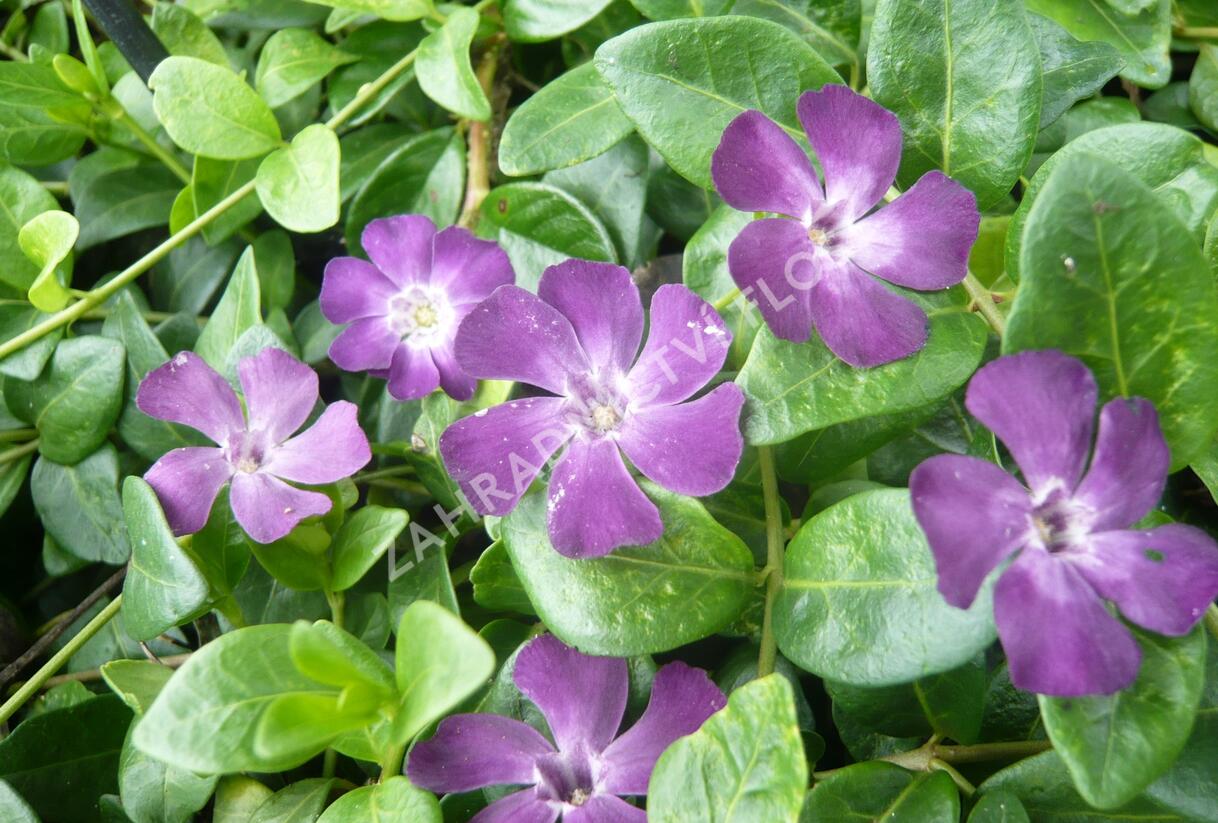 Barvínek menší 'Verino' - Vinca minor 'Verino'
