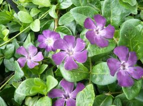 Barvínek menší 'Verino' - Vinca minor 'Verino'