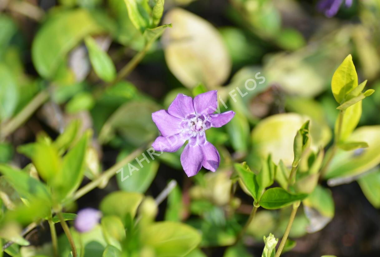 Barvínek menší 'Multiplex' - Vinca minor 'Multiplex'