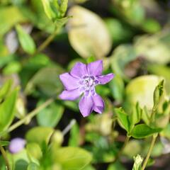 Barvínek menší 'Multiplex' - Vinca minor 'Multiplex'