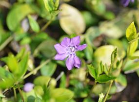 Barvínek menší 'Multiplex' - Vinca minor 'Multiplex'