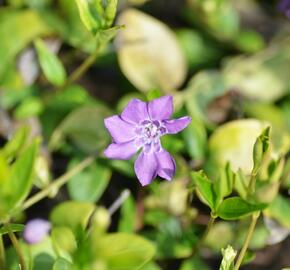 Barvínek menší 'Multiplex' - Vinca minor 'Multiplex'