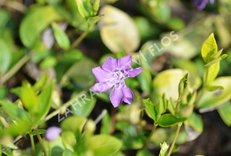 Barvínek menší 'Multiplex' - Vinca minor 'Multiplex'