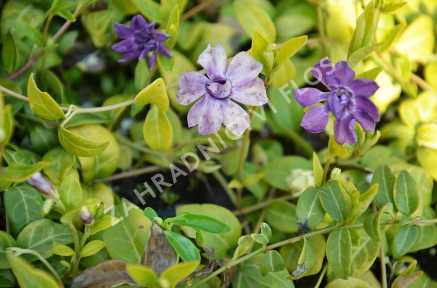 Barvínek menší 'Multiplex' - Vinca minor 'Multiplex'