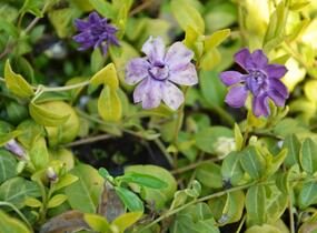 Barvínek menší 'Multiplex' - Vinca minor 'Multiplex'
