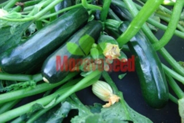 Cuketa 'Terminator' F1 - Cucurbita pepo v.giromontina 'Terminator F1'