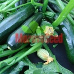 Cuketa 'Terminator' F1 - Cucurbita pepo v.giromontina 'Terminator F1'