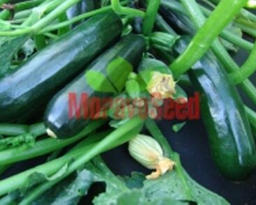 Cuketa 'Terminator' F1