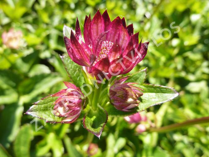 Jarmanka větší 'Rubra' - Astrantia major 'Rubra'