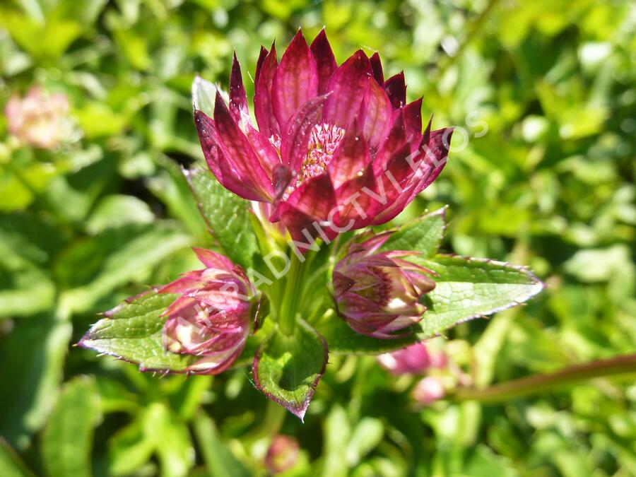 Jarmanka větší 'Rubra' - Astrantia major 'Rubra'