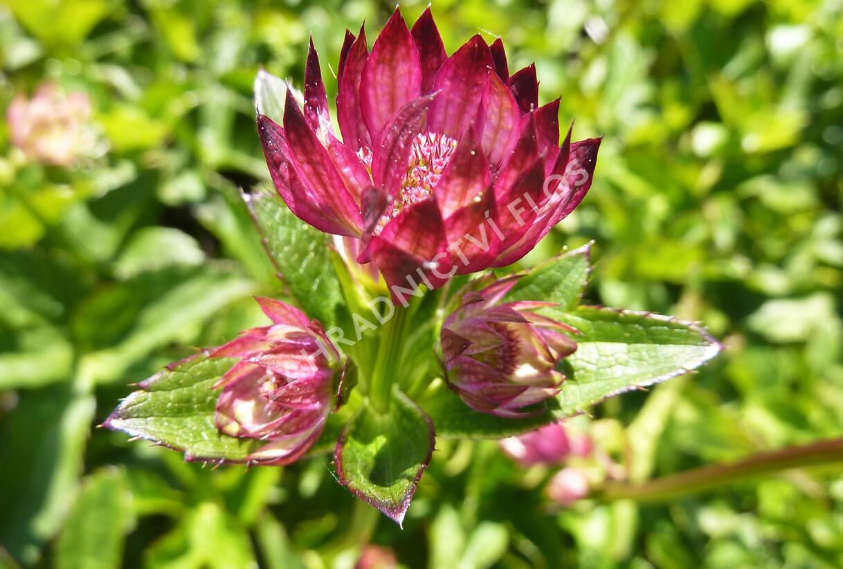 Jarmanka větší 'Rubra' - Astrantia major 'Rubra'